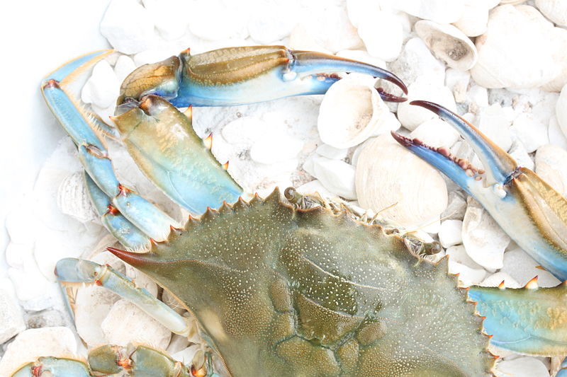 File:Blue crab (Callinectes sapidus).JPG