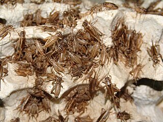 Insect farming Raising and breeding insects as livestock