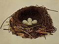 Bombycillidae nests (cat.)