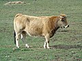 * Nomination Bos taurus (cow) in San Emiliano (León, Spain). --Drow male 08:33, 21 April 2019 (UTC) * Promotion Good quality. --Cayambe 18:45, 21 April 2019 (UTC)