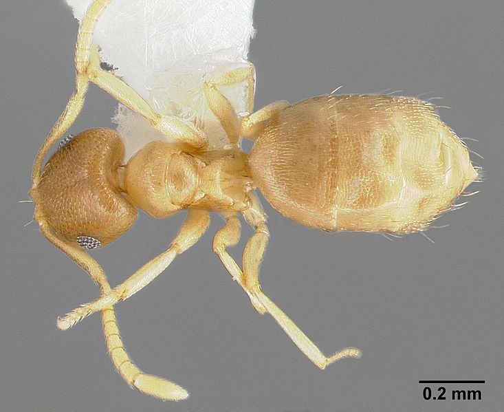 File:Brachymyrmex depilis casent0005338 dorsal 1.jpg