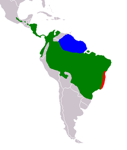 Peresós Tridàctil: Distribució, Descripció, Comportament