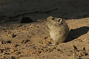 Brants's Whistling Rat (Parotomys brantsii) taken in Kgalagadi Transfrontier Park