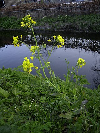 <i>Brassica rapa</i> Species of flowering plant