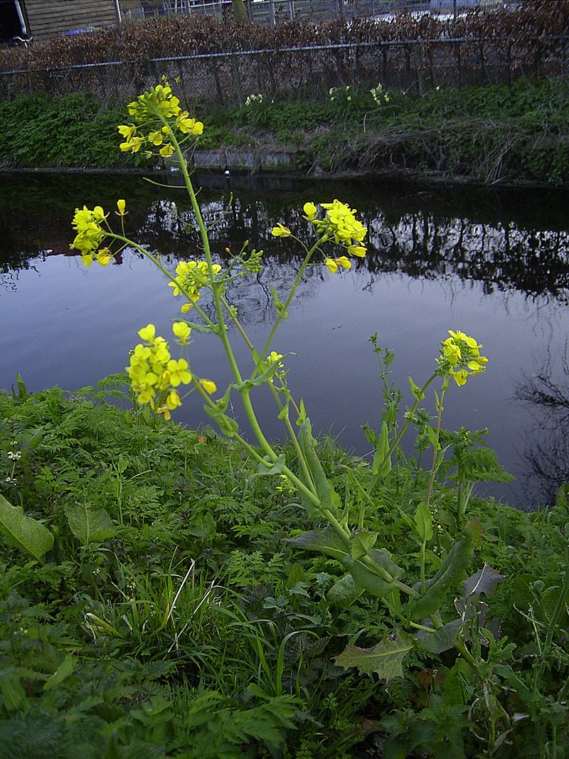 brassica rapa