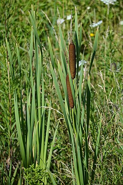 Broadleaf Cattail (Typha latifolia)