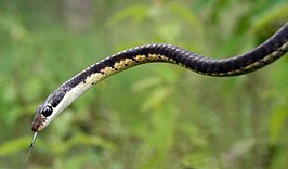 Dendrelaphis tristis