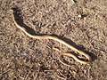 Eastern Brown Snake