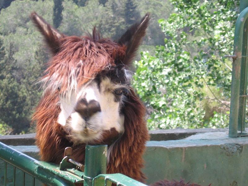 File:Brown Alpaca.jpg