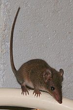 Miniatura per Ratolí marsupial de Stuart