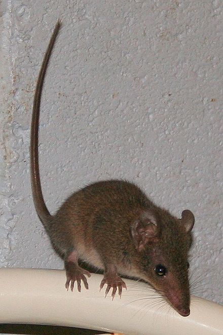 Как называется мышь. Antechinus stuartii. Бурая сумчатая мышь. Широконогие сумчатые мыши. Коричневая мышь.