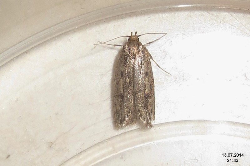 File:Brown house-moth (indoors) (15340969097).jpg