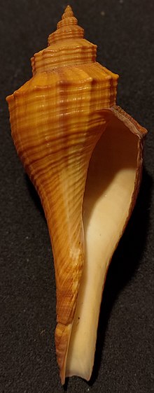 Brunneifusus Ternatanus F.jpg