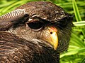 Bubo sumatranus (Barred Eagle Owl).jpg