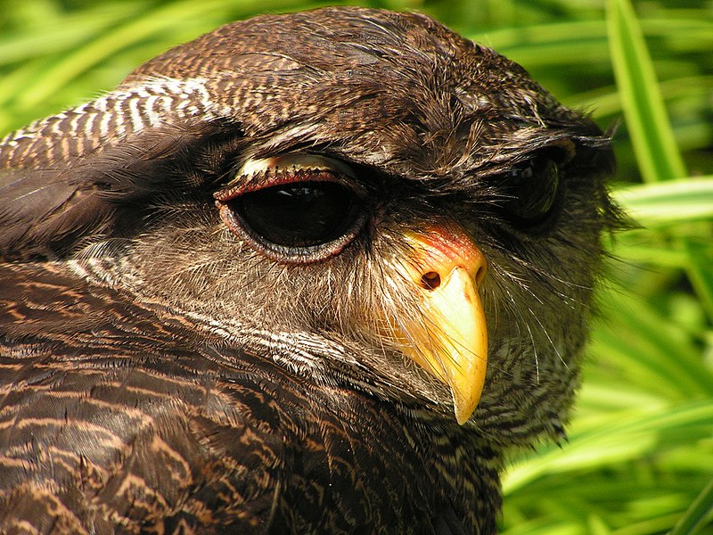 File:Bubo sumatranus (Barred Eagle Owl).jpg