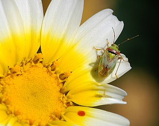 <i>Lygus maritimus</i> Species of true bug