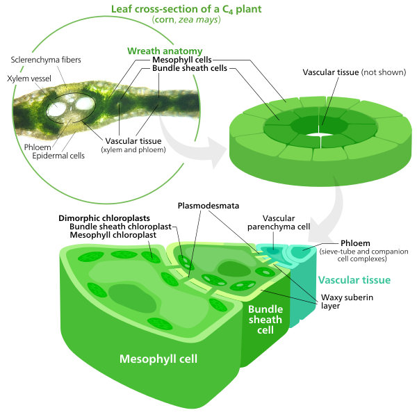 File:C4 photosynthesis is less complicated.svg