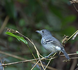 <span class="mw-page-title-main">Variable antshrike</span> Species of bird