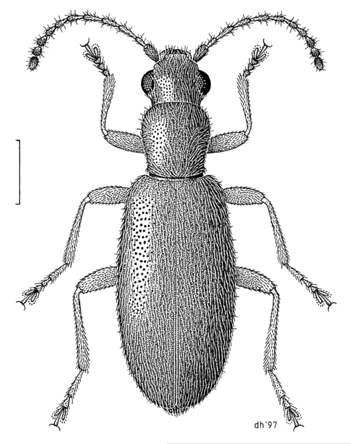 COLE Anthicidae Lagrioida brounii