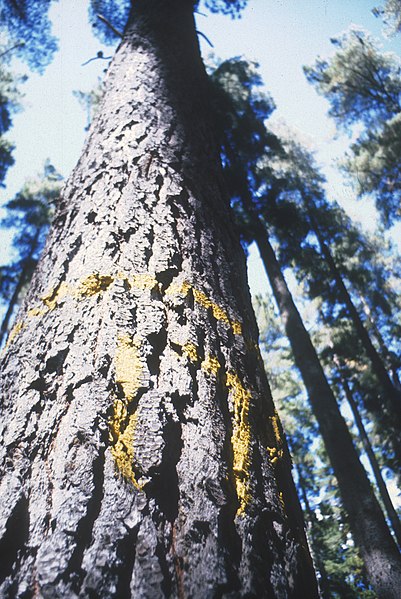 File:CSIRO ScienceImage 1278 Looking up a Tree Trunk.jpg