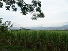 Caña de Azúcar en Buga. Valle del Cauca. Colombia.JPG