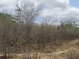 Caatinga - Sítio dos Gravatá Velez, Queimadas - PB .1.jpg