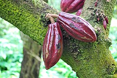 Какао дерево. Theobroma Cacao дерево. Theobroma Cacao сырье. Какао дерево в оранжереи. Ягоды какао дерева.