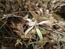 Caladenia straminichila 02.jpg