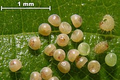 Callimorpha dominula eggs.jpg