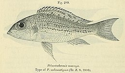 Callochromis macrops