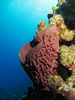 <i>Callyspongia crassa</i> Species of sponge