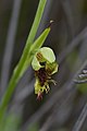 Calochilus herbaceus