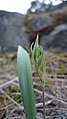 Calochortus lyallii pre-flowering