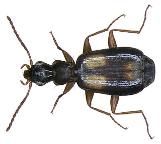 <i>Calodromius</i> Genus of beetles