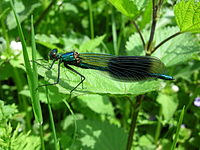 Calopteryx éclatant.