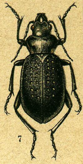 Calosoma denticolle