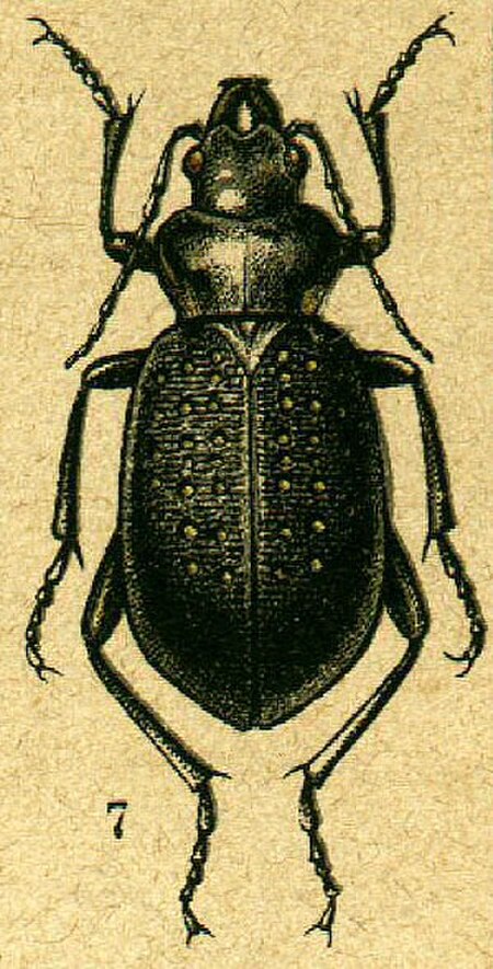 Tập_tin:Calosoma_denticolle_from_Jacobson.jpg