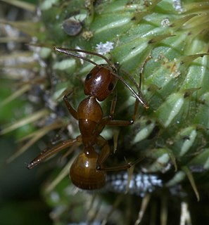 <i>Camponotus castaneus</i> Species of ant
