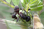 Miniatura para Camponotus cruentatus