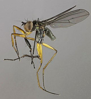 <i>Campsicnemus scambus</i> Species of fly