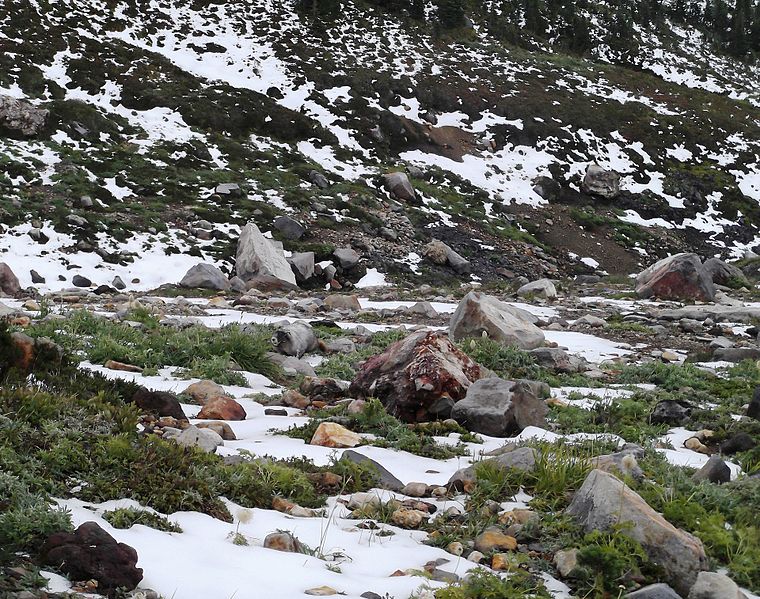 File:Can you spot the Marmot - Flickr - brewbooks.jpg