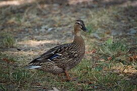 Canard colvert femelle (Anas platyrhynchos)