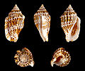 * Nomination Shell of a Changeable Conch, Canarium mutabile forma zebriolatus --Llez 05:59, 28 September 2013 (UTC) * Promotion Good quality. --Einstein2 07:57, 28 September 2013 (UTC)