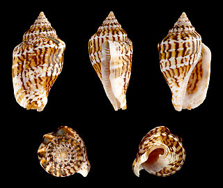 <i>Canarium mutabile</i> Species of gastropod