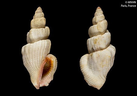 Canarium scalariforme