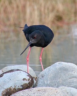 Black stilt Species of bird