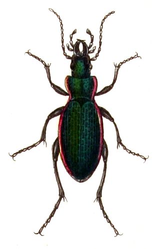 <i>Carabus excellens</i> Species of beetle