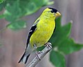 American Goldfinch (male) (Spinus tristis)