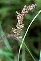 Carex decomposita NRCS-1.jpg