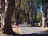 Carmel Valley Road - Boronda Road Eukalyptový strom